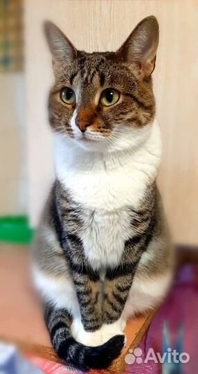 Славица ищет дом