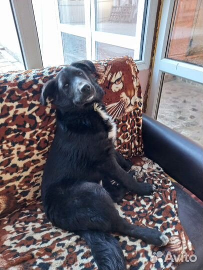 Щенок в добрые руки бесплатно