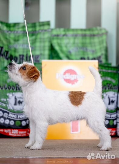 Джек Рассел терьер, девочка