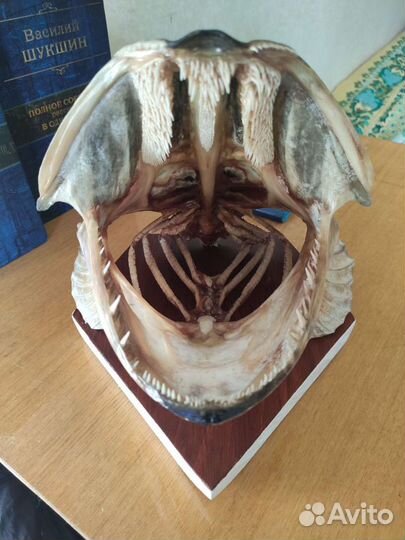 Чучело головы щуки