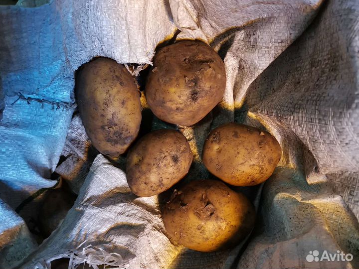 Домашний картофель