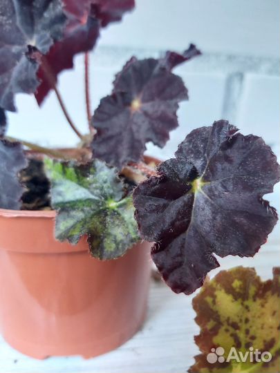 Бегония декоративно лиственная