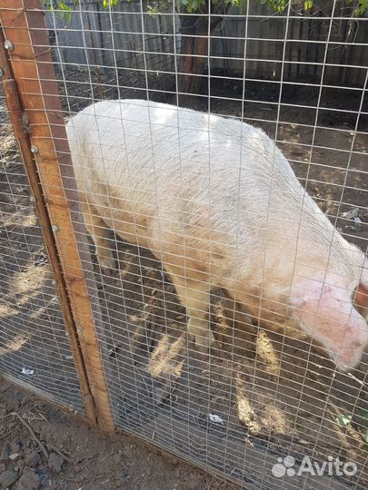 Хряк на племя