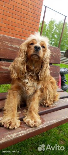 Кокер спаниель