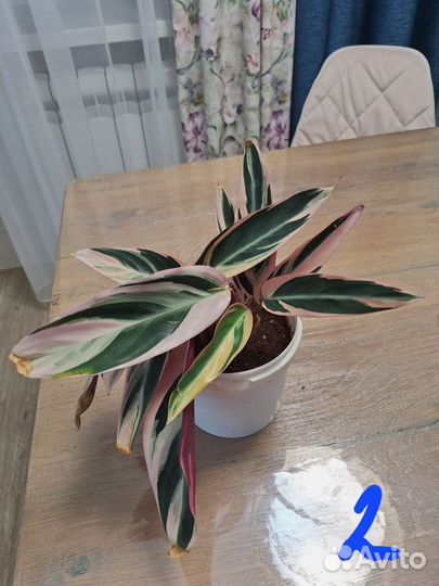 Строманта триколор