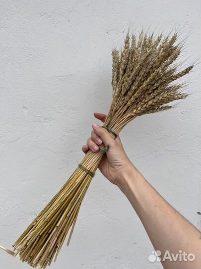 Сухоцветы пшеница