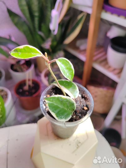 Хойи кримсон квин, лакуноза