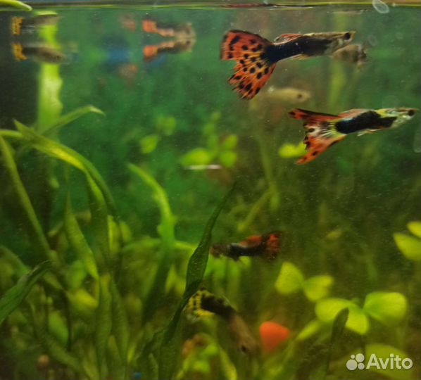 Гуппи рыбки молодые и мальки