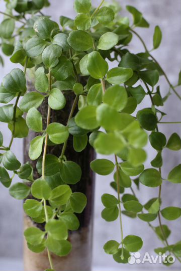 Пеперомии разные