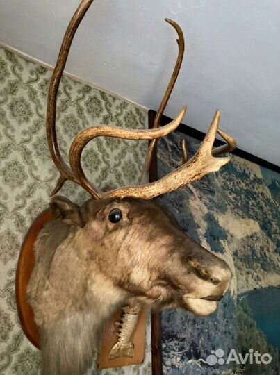 Чучело головы оленя