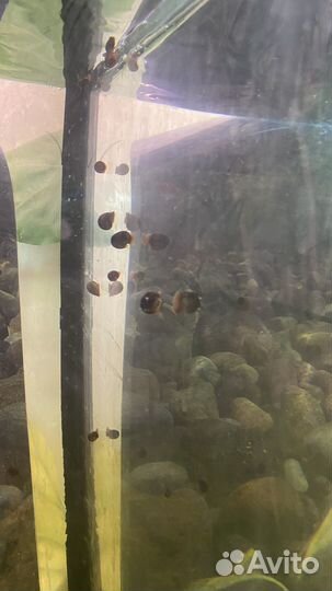 Аквариумные улитки