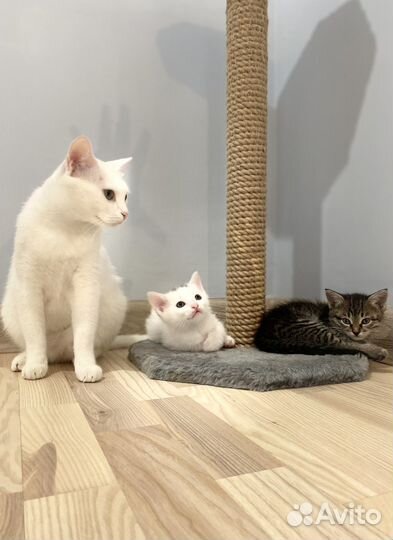 Котята в дар бесплатно, котенок, кот, кошка