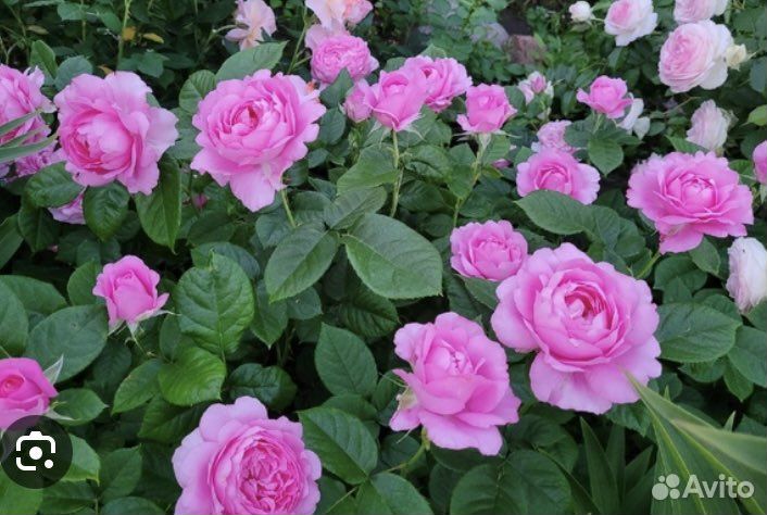 Роза Шанталь Мерье