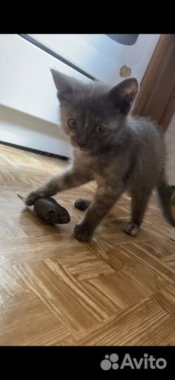 Котенок 2 месяца в добрые ручки