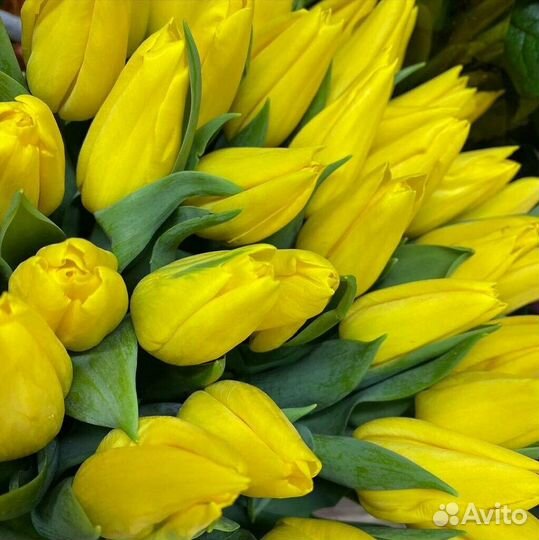 101 тюльпан желтый 101 тюльпан тюльны букеты