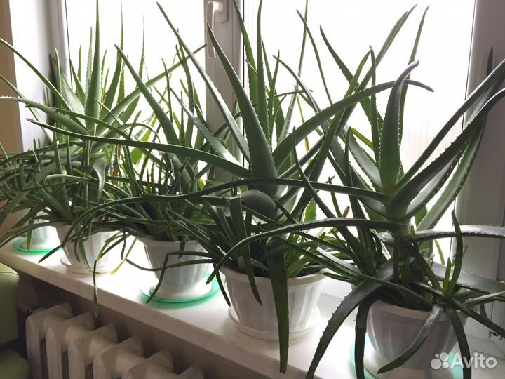 Алоэ лечебное