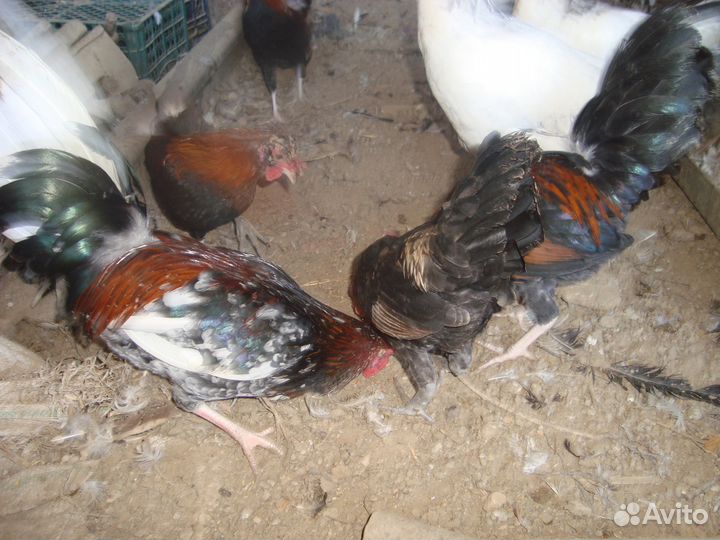 Карликовые куры
