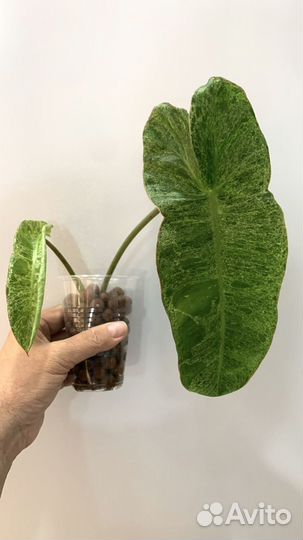 Много редких растений по 300 и 500