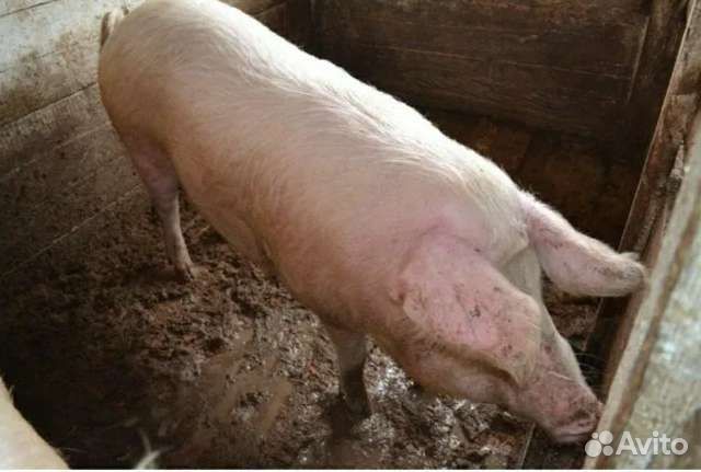 Хряк ландрас на племя
