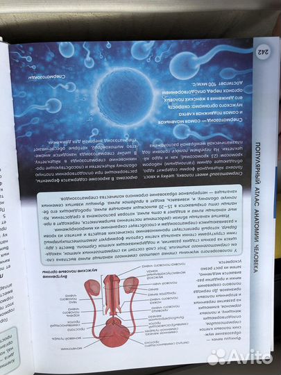 Атлас анатомии человека палычева лазарев