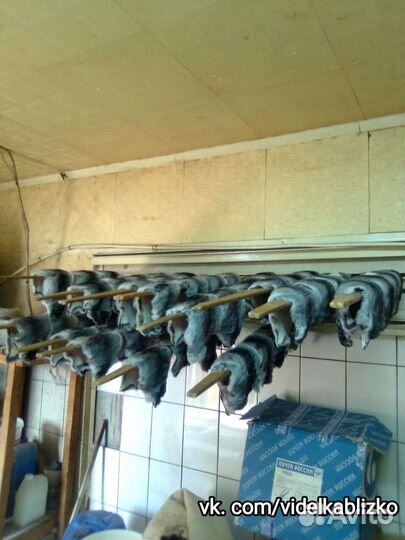 Выделка шкур качественно