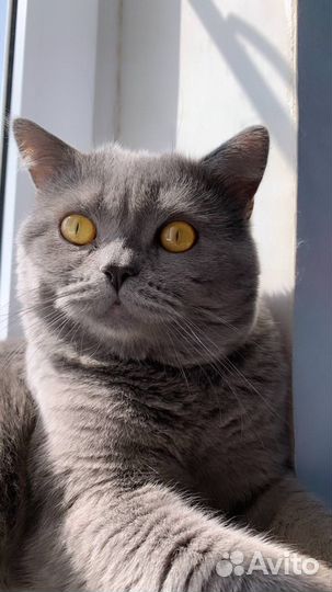 Британский кот на вязку