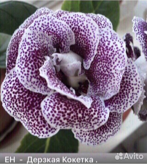 Сортовые Фиалки и Глоксинии