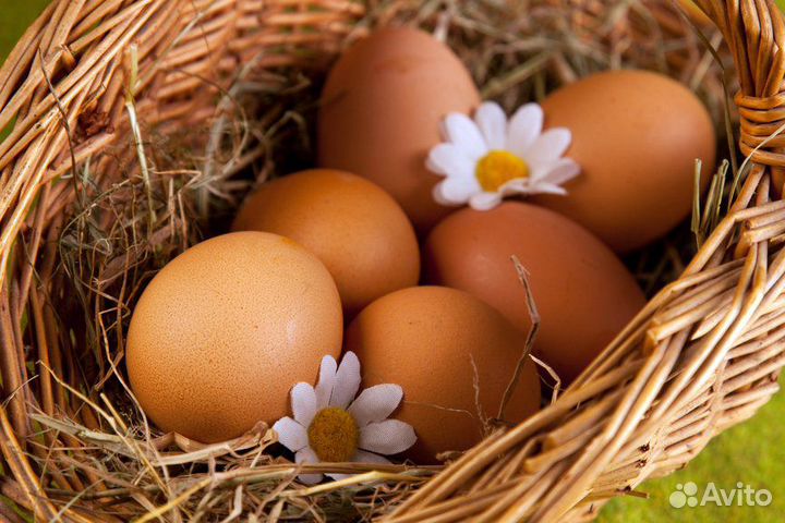 Яйцо домашнее куриное и перепелиное крупное