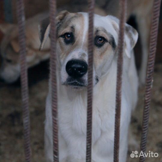 Статный сильный красавец Зевс из приюта ищет дом