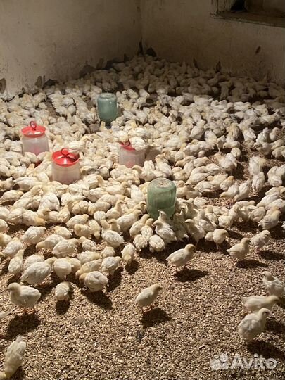 Адлерская серебристая Цыплята месячные