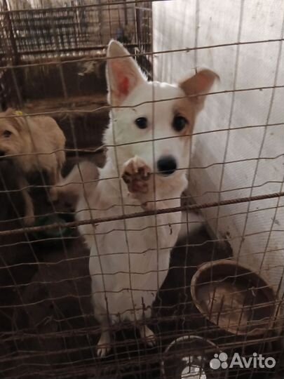 Маленькая собачка