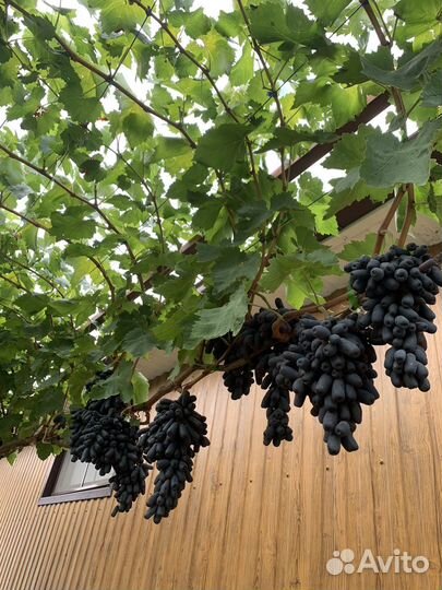 Саженцы и черенки Кишмиш Аватар