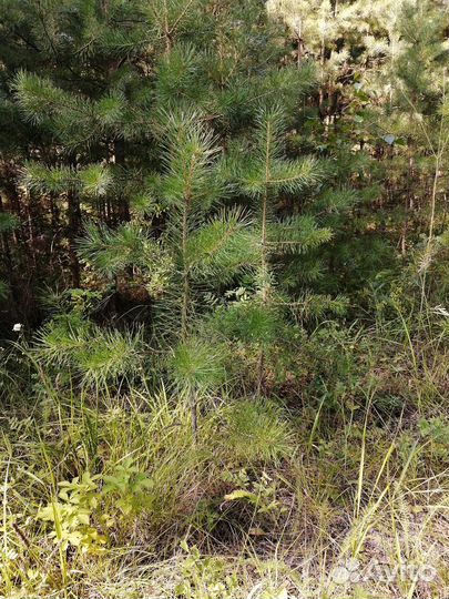 Сосна, берёза с доставкой