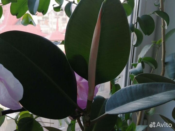 Комнатные цветы