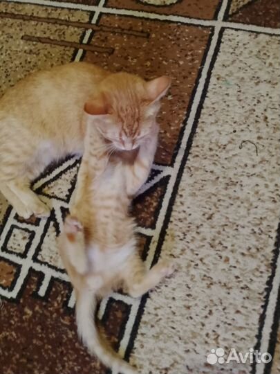 Котята в добрые руки бесплатно мальчик