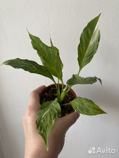 Спатифиллум джемени