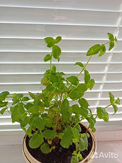 Мята, Перец острый