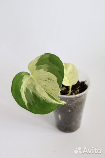 Хэппи Лиф, Неон, Эн-Джой, Пиктус, Бразил