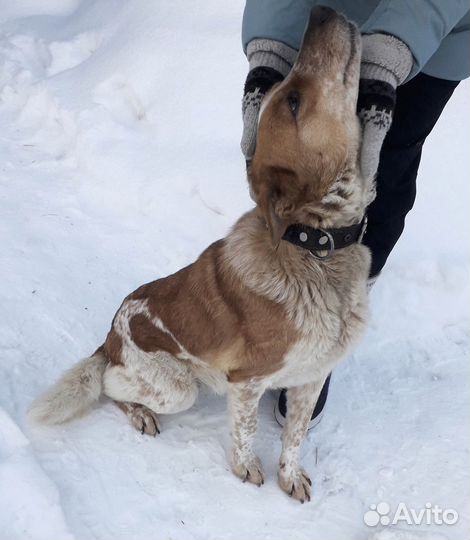 Собака в добрые руки