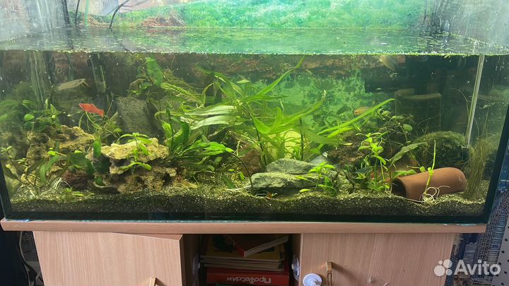 Помощь с началом занатием аквариумистикой