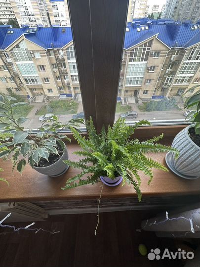 Папоротник комнатный