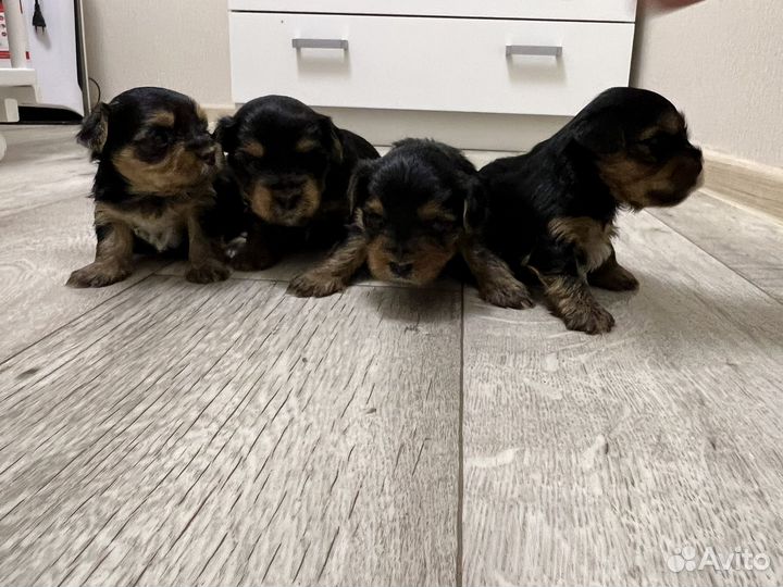 Йоркширский терьер щенки