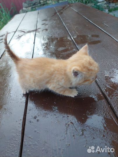 Котята в добрые руки бесплатно