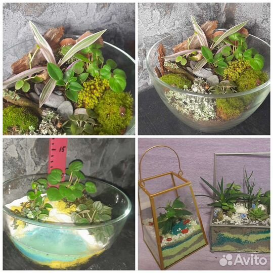 Флорариумы моссариумы
