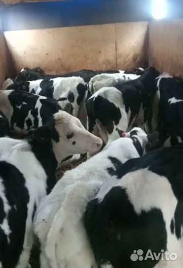 Бычки и телята