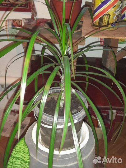 Комнатные цветы