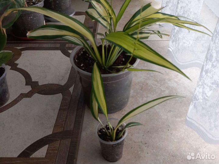 Разные разности редактировано 05.08