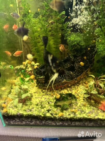 Аквариум