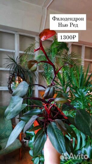 Филодендроны разные