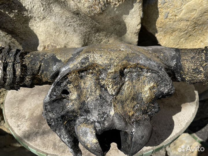 Огромный череп бизона. Палеонтология